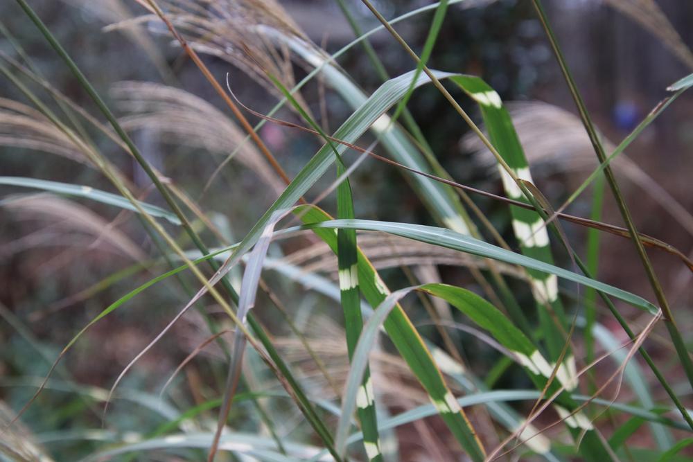Photo of Zebra Grass (Miscanthus sinensis 'Zebrinus') uploaded by LoriMT