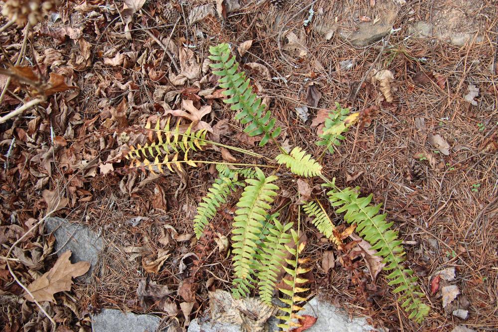 Photo of Christmas Fern (Polystichum acrostichoides) uploaded by LoriMT