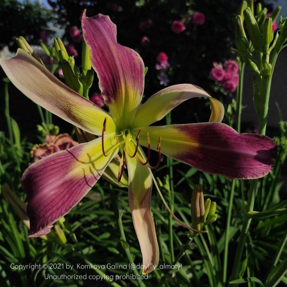 Photo of Daylily (Hemerocallis 'Azure Wings') uploaded by daylily_almaty