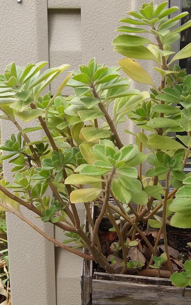 Photo of Vicks Plant (Plectranthus hadiensis) uploaded by purpleinopp