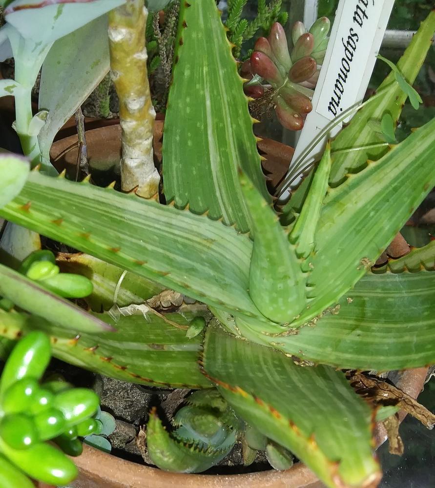 Photo of Soap Aloe (Aloe maculata) uploaded by purpleinopp
