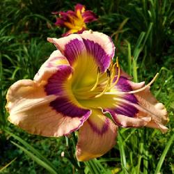 Location: Myersville, MD 21773
Date: 2017-07-23
It's a great flower - one of my favs