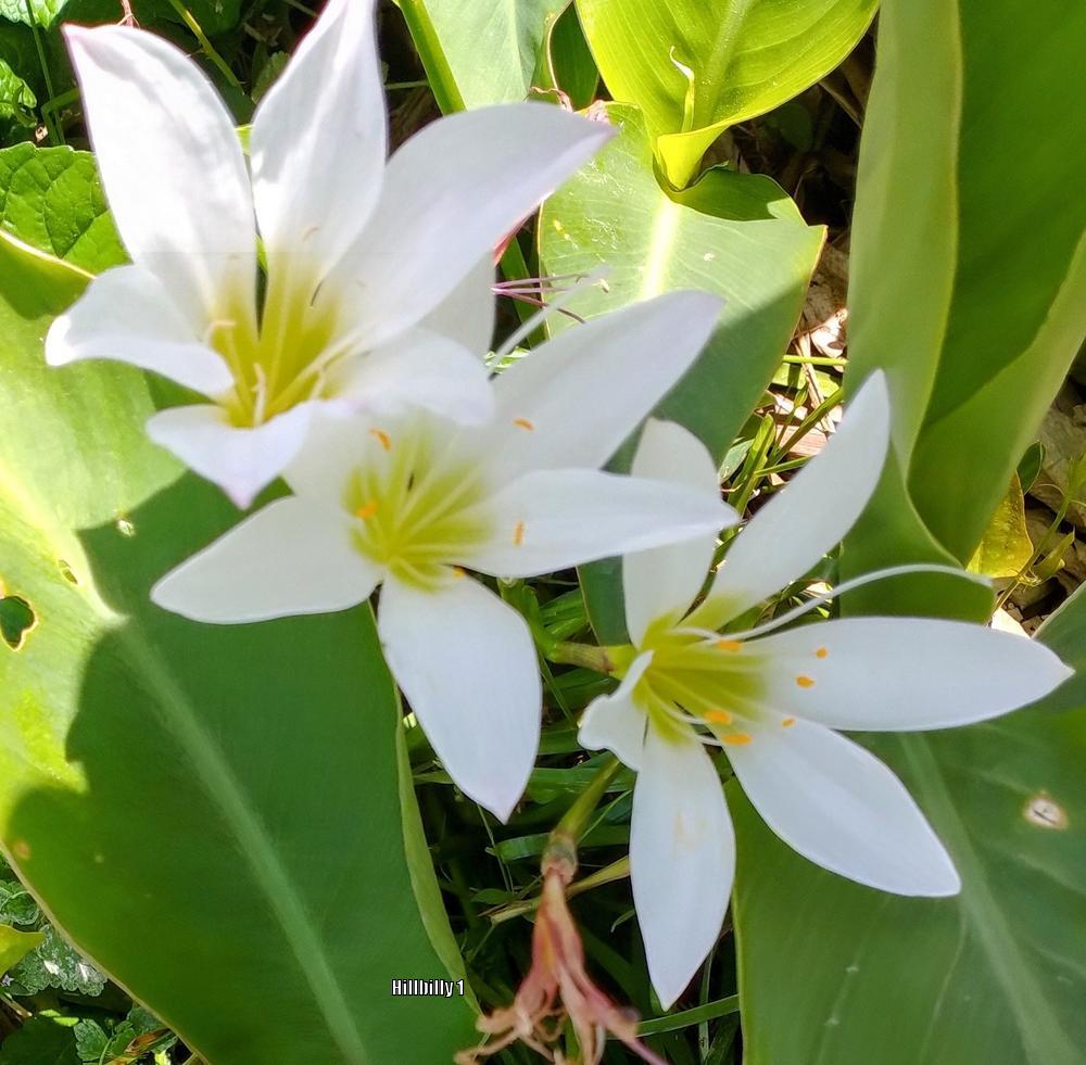 Photo of Rain Lily (Zephyranthes candida) uploaded by HoodLily