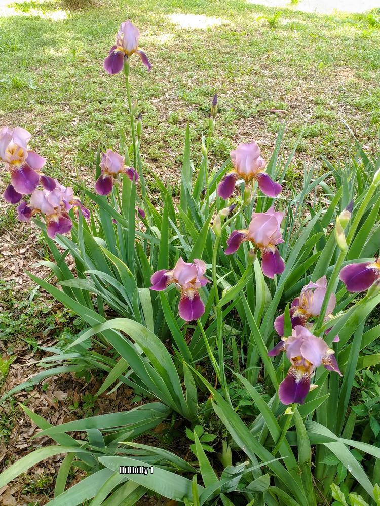 Photo of Tall Bearded Iris (Iris 'Indian Chief') uploaded by HoodLily