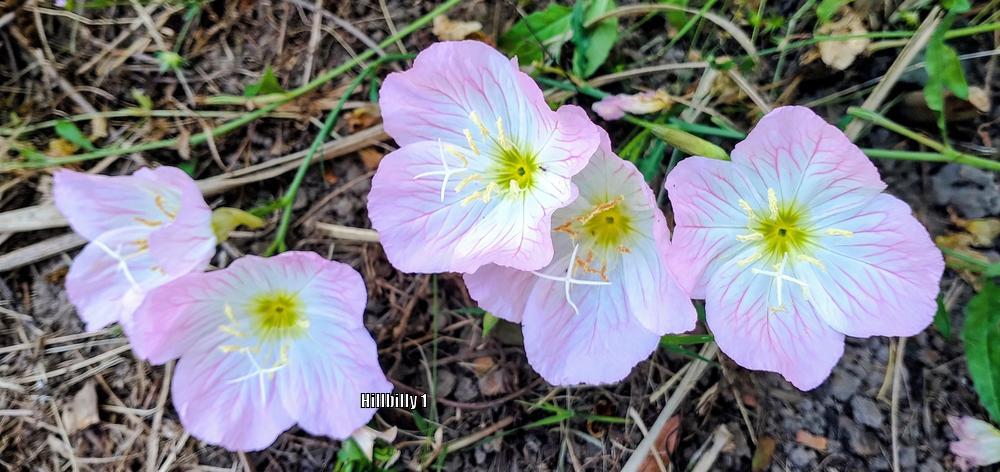 Photo of Pink Evening Primrose (Oenothera speciosa) uploaded by HoodLily