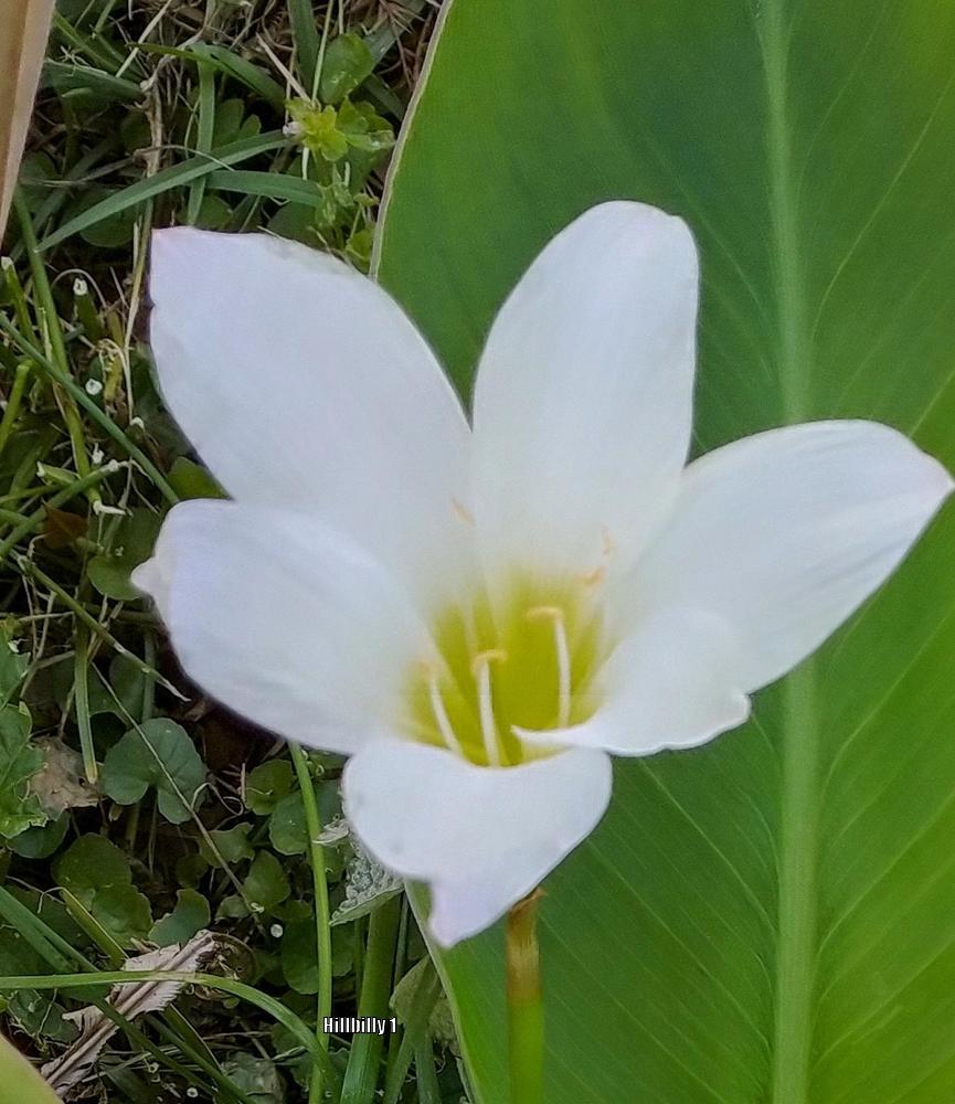Photo of Rain Lily (Zephyranthes candida) uploaded by HoodLily