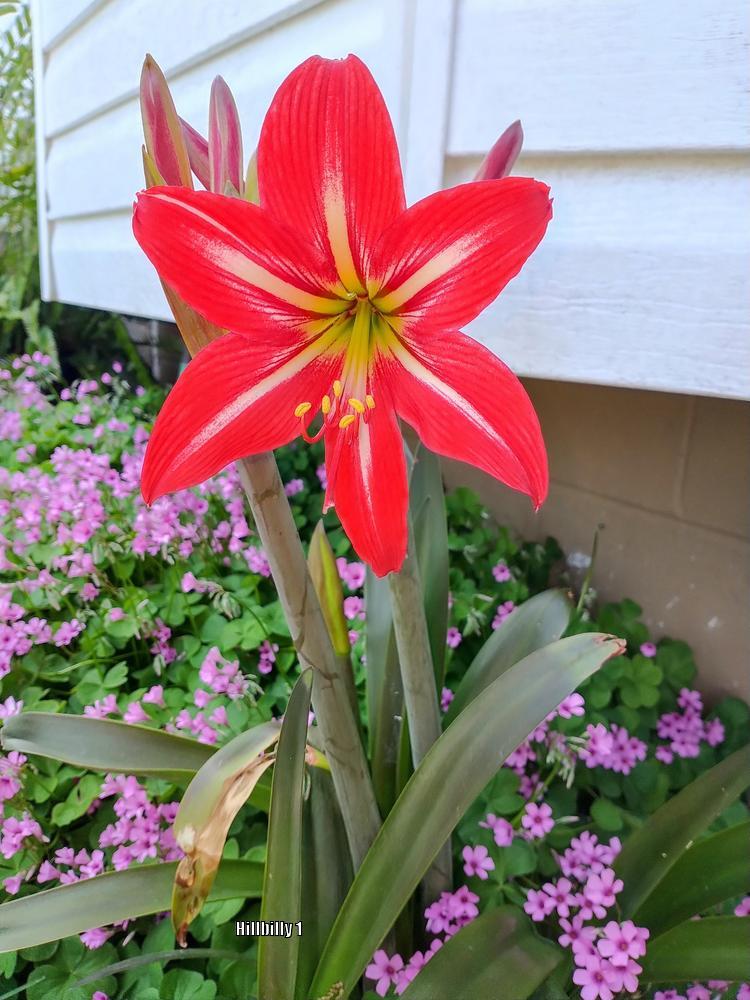 Photo of St. Joseph's Lily (Hippeastrum x johnsonii) uploaded by HoodLily