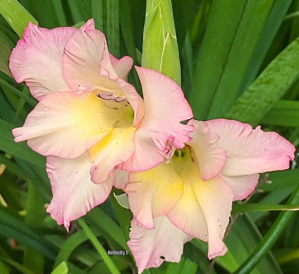 Photo of Hybrid Gladiola (Gladiolus x gandavensis 'Priscilla') uploaded by HoodLily