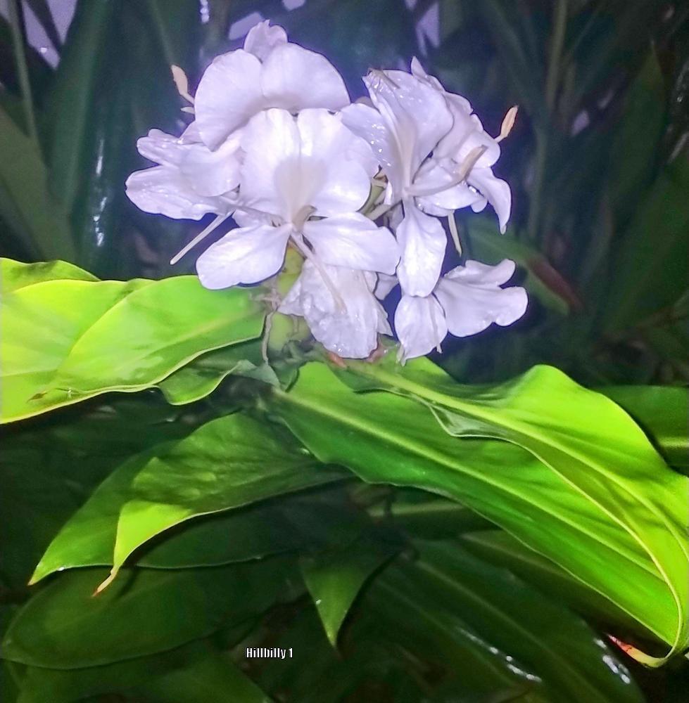 Photo of Butterfly Ginger (Hedychium coronarium) uploaded by HoodLily