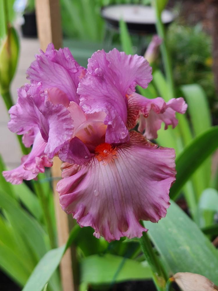 Photo of Tall Bearded Iris (Iris 'Designer Label') uploaded by PeterHanlon