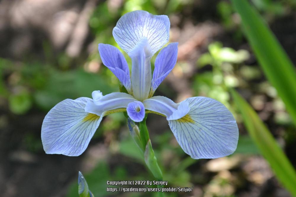 Photo of Species Iris (Iris versicolor 'Cascade Mist') uploaded by Serjio