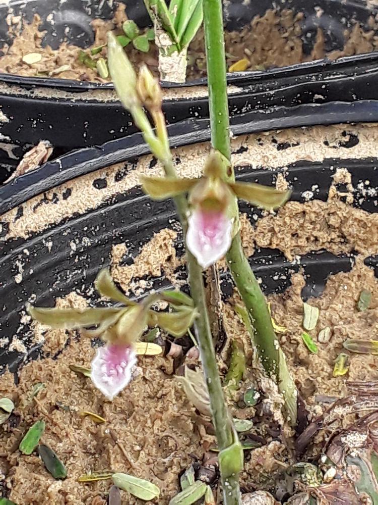 Photo of Chinese Crown Orchid (Eulophia graminea) uploaded by MySecretIslandGarden
