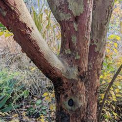 Location: Albuquerque Botantic Garden, Albuquerque, NM Zone 7b
Date: 2022-11-14
Many colors and textures on the bark