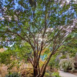Location: Albuquerque Botantic Garden, Albuquerque, NM Zone 7b
Date: 2022-11-14
Multi-trunked form
