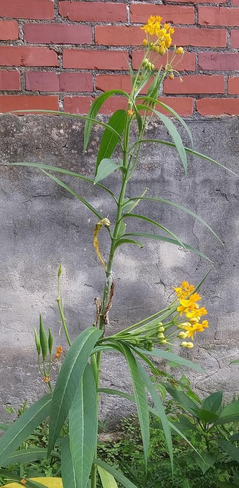 Photo of Tropical Milkweed (Asclepias curassavica) uploaded by purpleinopp