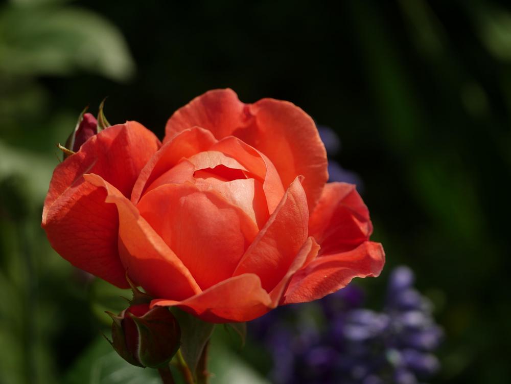 Photo of Rose (Rosa 'Summer Song') uploaded by Coastgirl
