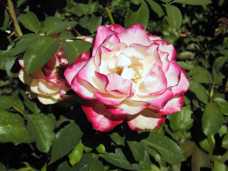 Photo of Hybrid Tea Rose (Rosa 'Double Delight') uploaded by Mike