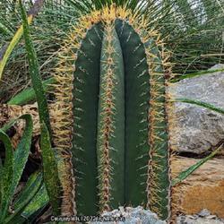 Location: Botanic Garden, Albuquerque, NM Zone 7b
Date: 11.14.22
An elegant specimen