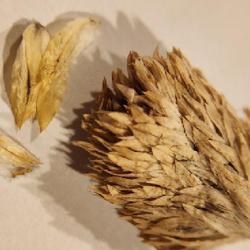 Location: Surprise,  Az
Date: 2022-11-16
Dried Seed head, seed/petal, with/without  husk