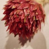 Dried seed head