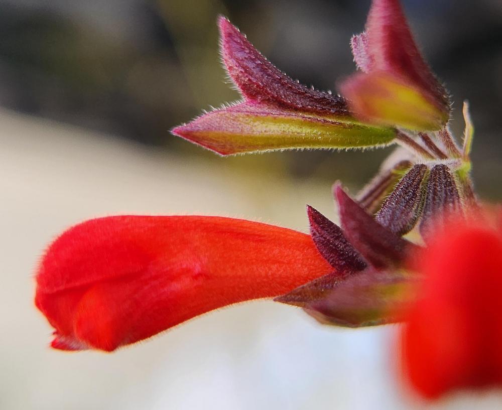 Photo of Scarlet Sage (Salvia coccinea) uploaded by Mdntnmtgmy