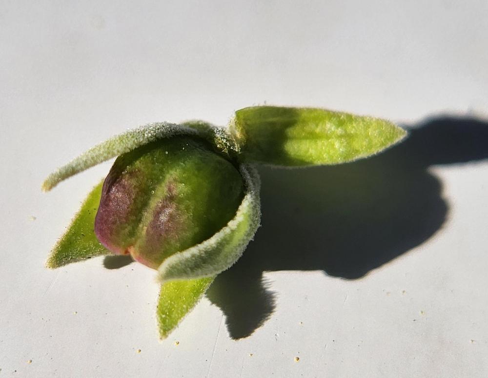 Photo of Texas Sage (Leucophyllum frutescens) uploaded by Mdntnmtgmy