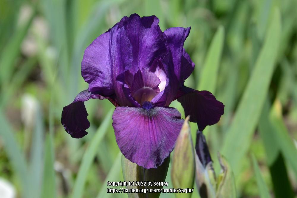 Photo of Arilbred Iris (Iris 'Parable') uploaded by Serjio