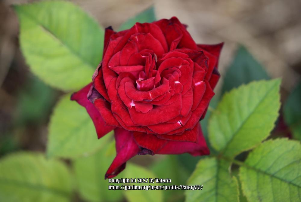 Photo of Rose (Rosa 'Black Baccara') uploaded by Valery33