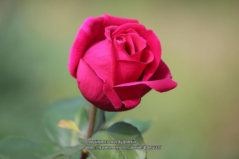 Photo of Hybrid Tea Rose (Rosa 'Mister Lincoln') uploaded by Valery33