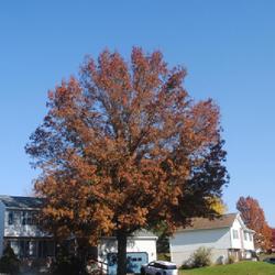Location: Reading Pennsylvania
Date: 2022-11-02
full-grown tree in fall color