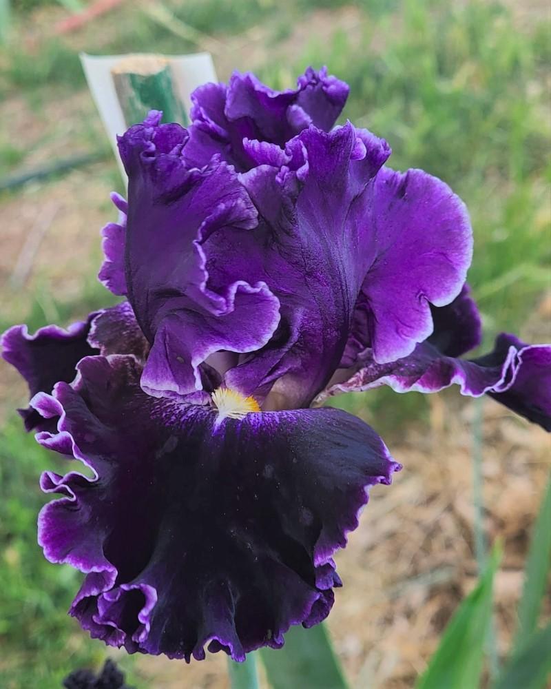 Photo of Tall Bearded Iris (Iris 'Sweetest Day') uploaded by MShadow
