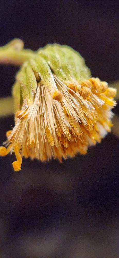 Photo of Camphor Weed (Heterotheca subaxillaris) uploaded by Mdntnmtgmy