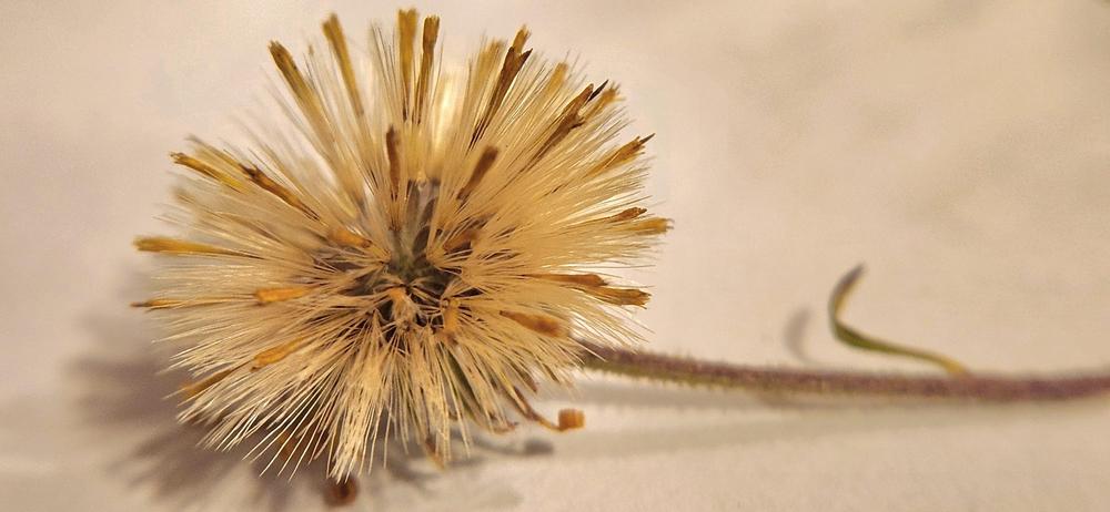Photo of Camphor Weed (Heterotheca subaxillaris) uploaded by Mdntnmtgmy