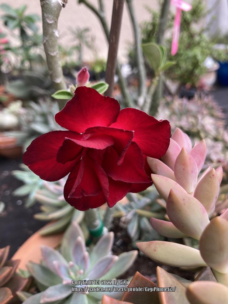 Photo of Desert Rose (Adenium obesum subsp. obesum) uploaded by GigiPlumeria