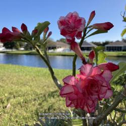 Location: My garden in Tampa, Florida
Date: 2022-11-06
My multi-grafted desert rose.