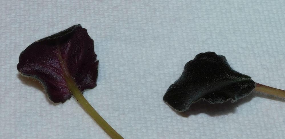 Photo of African Violet (Streptocarpus 'Heritage Frolic') uploaded by adknative