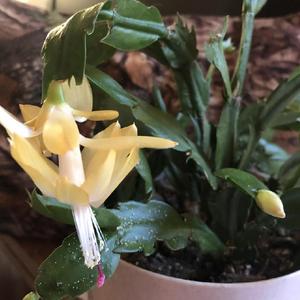 Thanksgiving cactus Yellow flower and Bud also showing cladode ty