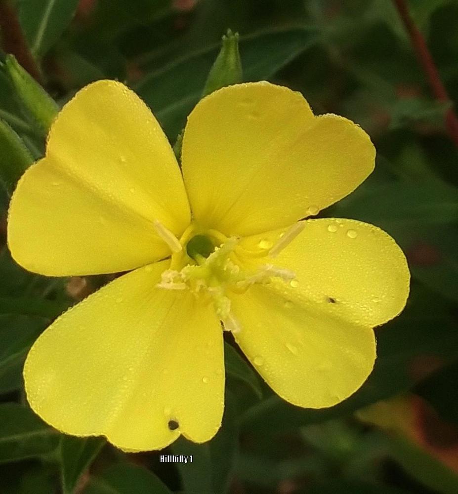 Photo of Common Evening Primrose (Oenothera biennis) uploaded by HoodLily
