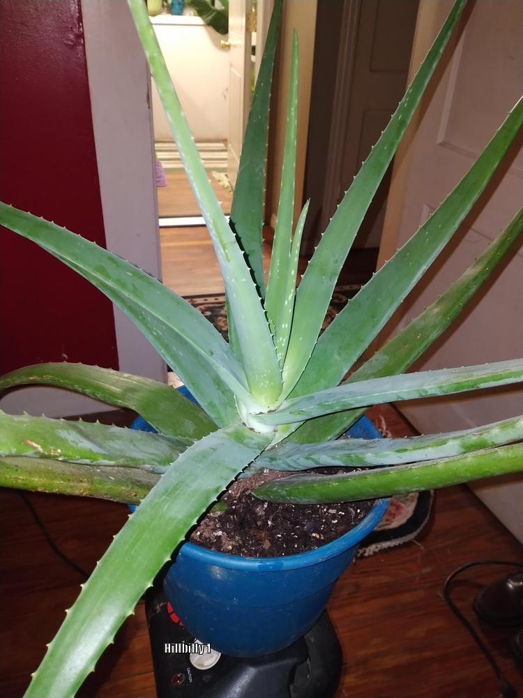 Photo of Aloe Vera (Aloe vera) uploaded by HoodLily