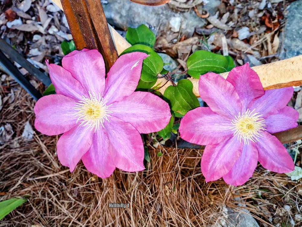 Photo of Clematis 'Pink Champagne' uploaded by HoodLily