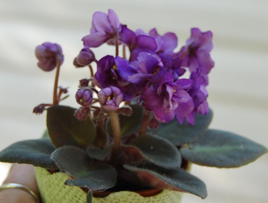 Photo of Cape Primroses (Streptocarpus) uploaded by purpleinopp