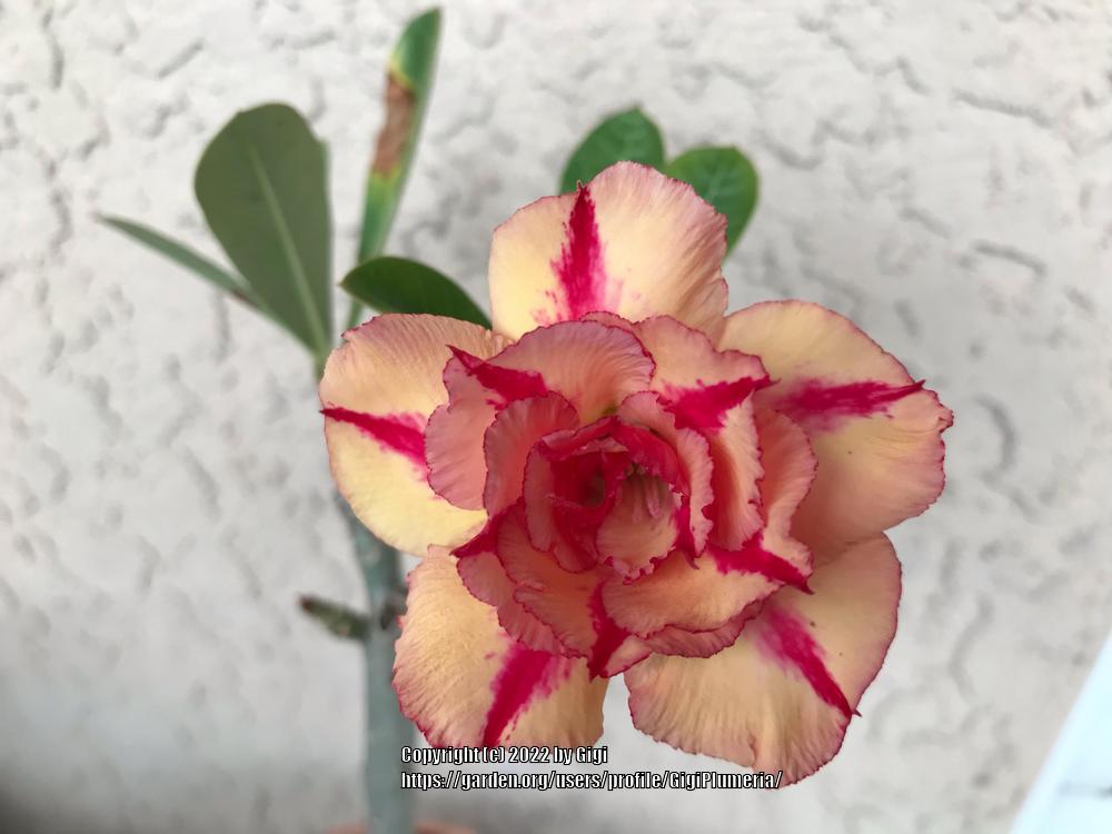 Photo of Desert Rose (Adenium obesum 'Mrs. Rose') uploaded by GigiPlumeria