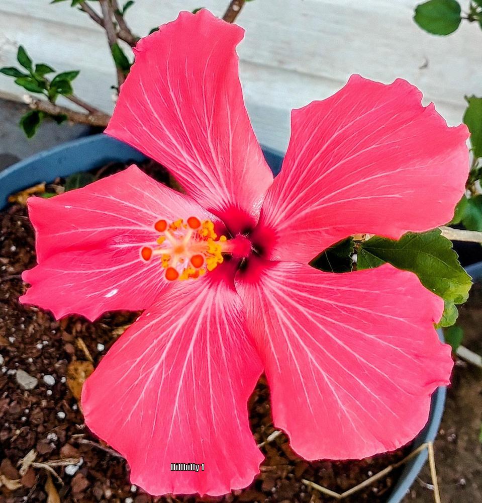 Photo of Tropical Hibiscus (Hibiscus rosa-sinensis 'Painted Lady') uploaded by HoodLily