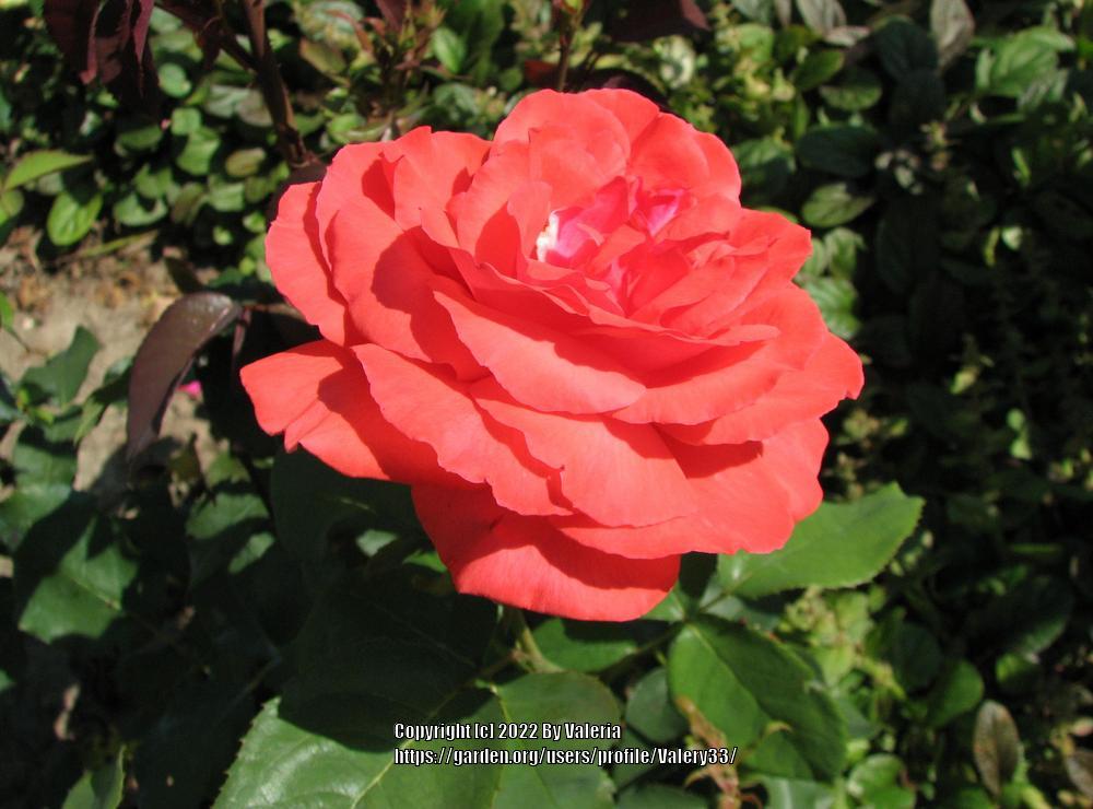 Photo of Rose (Rosa 'Fragrant Cloud') uploaded by Valery33
