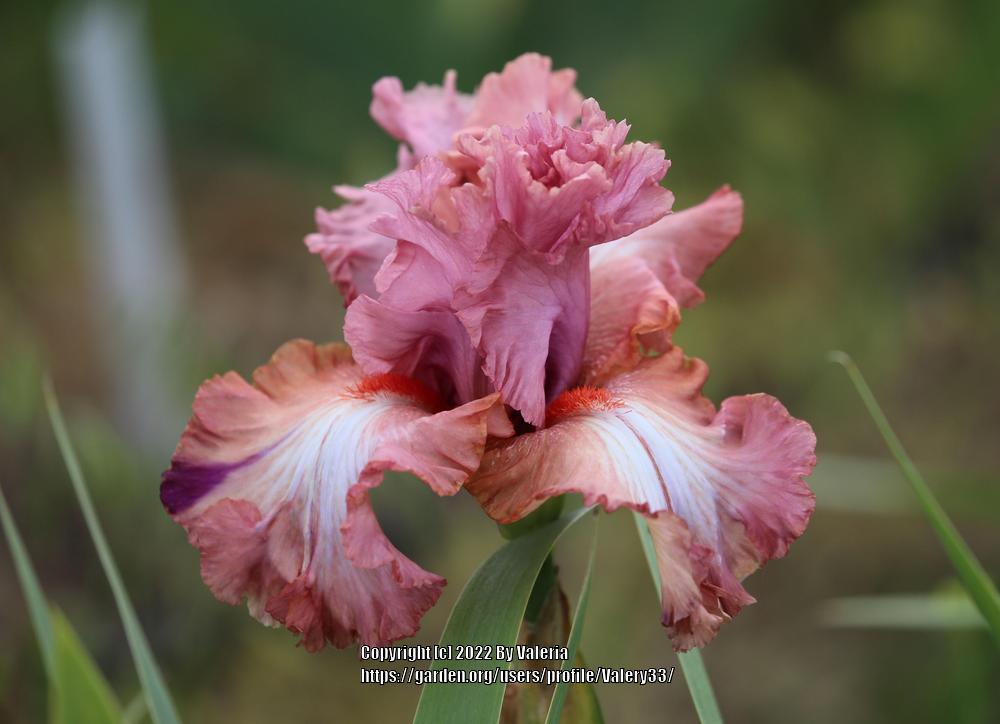 Photo of Tall Bearded Iris (Iris 'Cast of Characters') uploaded by Valery33