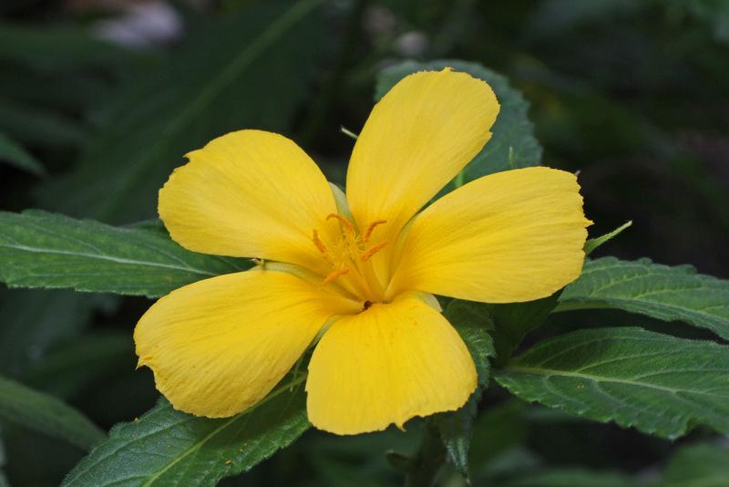 Photo of Yellow Alder (Turnera ulmifolia) uploaded by RuuddeBlock