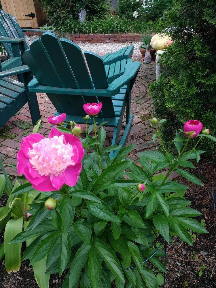 Photo of Peony (Paeonia lactiflora 'Gay Paree') uploaded by TheMainer
