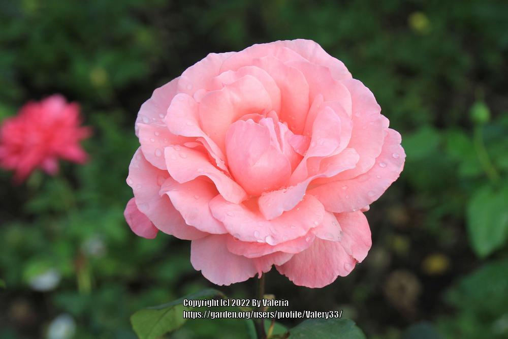 Photo of Rose (Rosa 'Queen Elizabeth') uploaded by Valery33