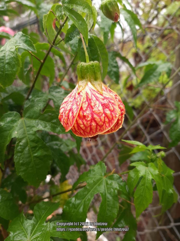 Photo of Flowering Maple (Abutilon 'Tiger Eye') uploaded by hlutzow