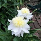Charlie's White Peony second year